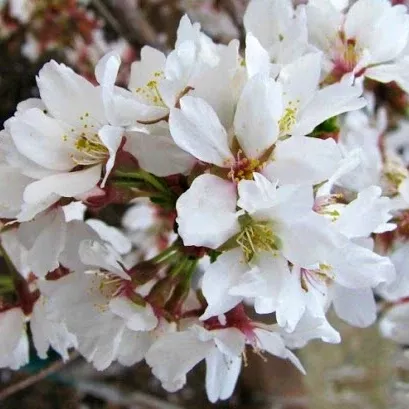 Snow Fountain Weeping Flowering Cherry