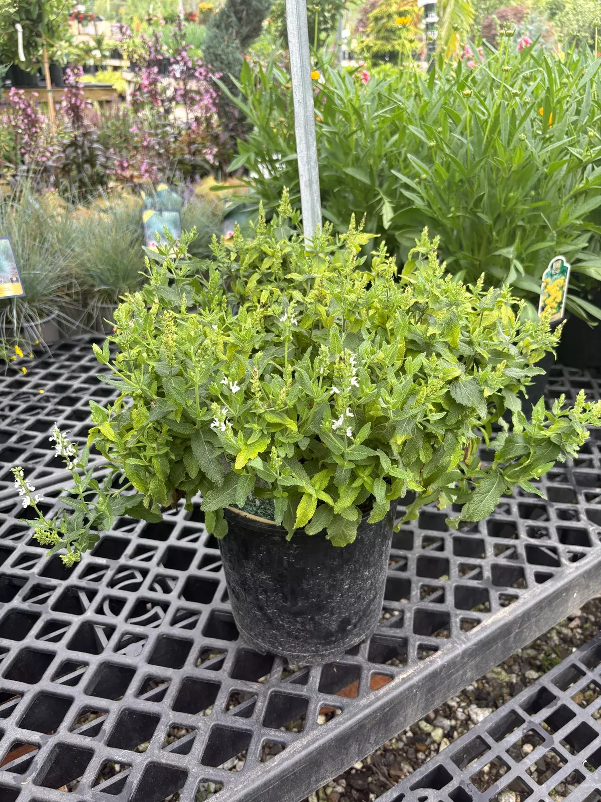 snow-hill-salvia Snow Hill Salvia