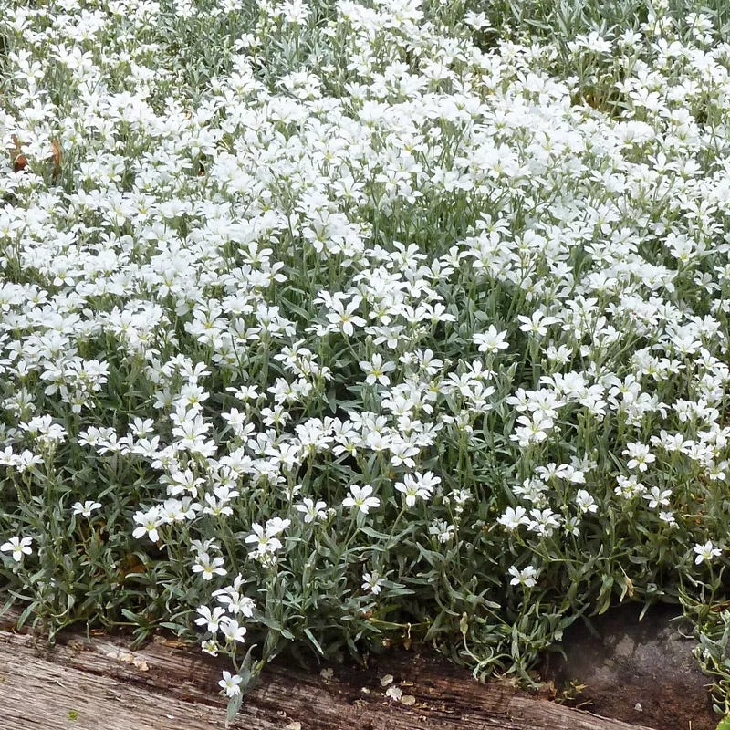 snow-in-summer-cerastium Snow-in-Summer (Cerastium)