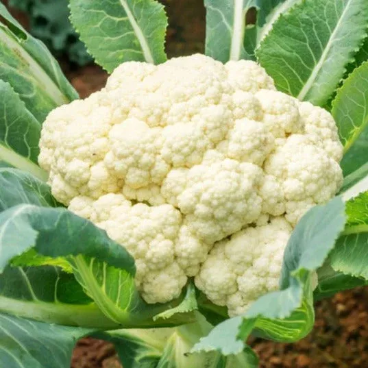 snowball-y-cauliflower Snowball Y Cauliflower