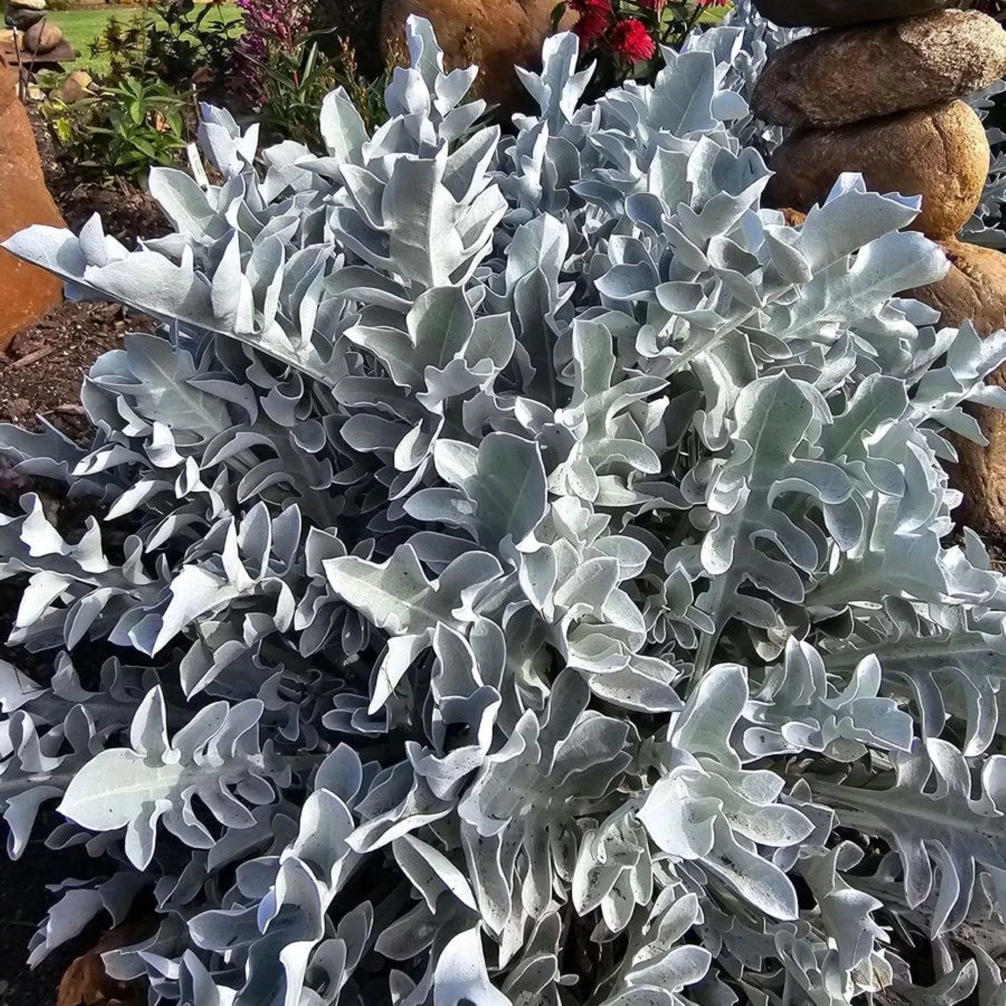 snowflake-dusty-miller Snowflake Dusty Miller