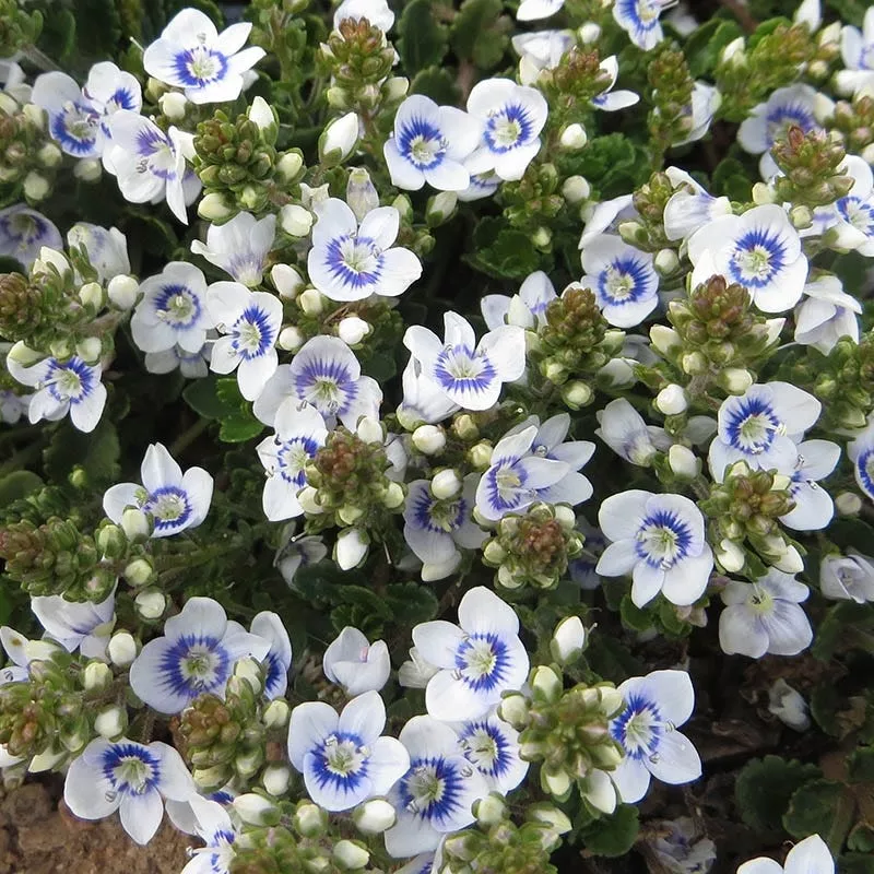 Snowmass Veronica