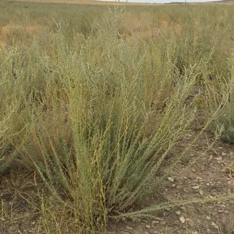 snowstorm-forage-kochia Snowstorm Forage Kochia