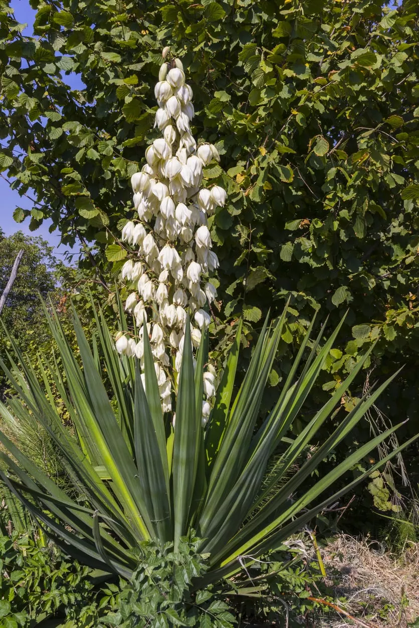 soapweed-yucca Soapweed Yucca