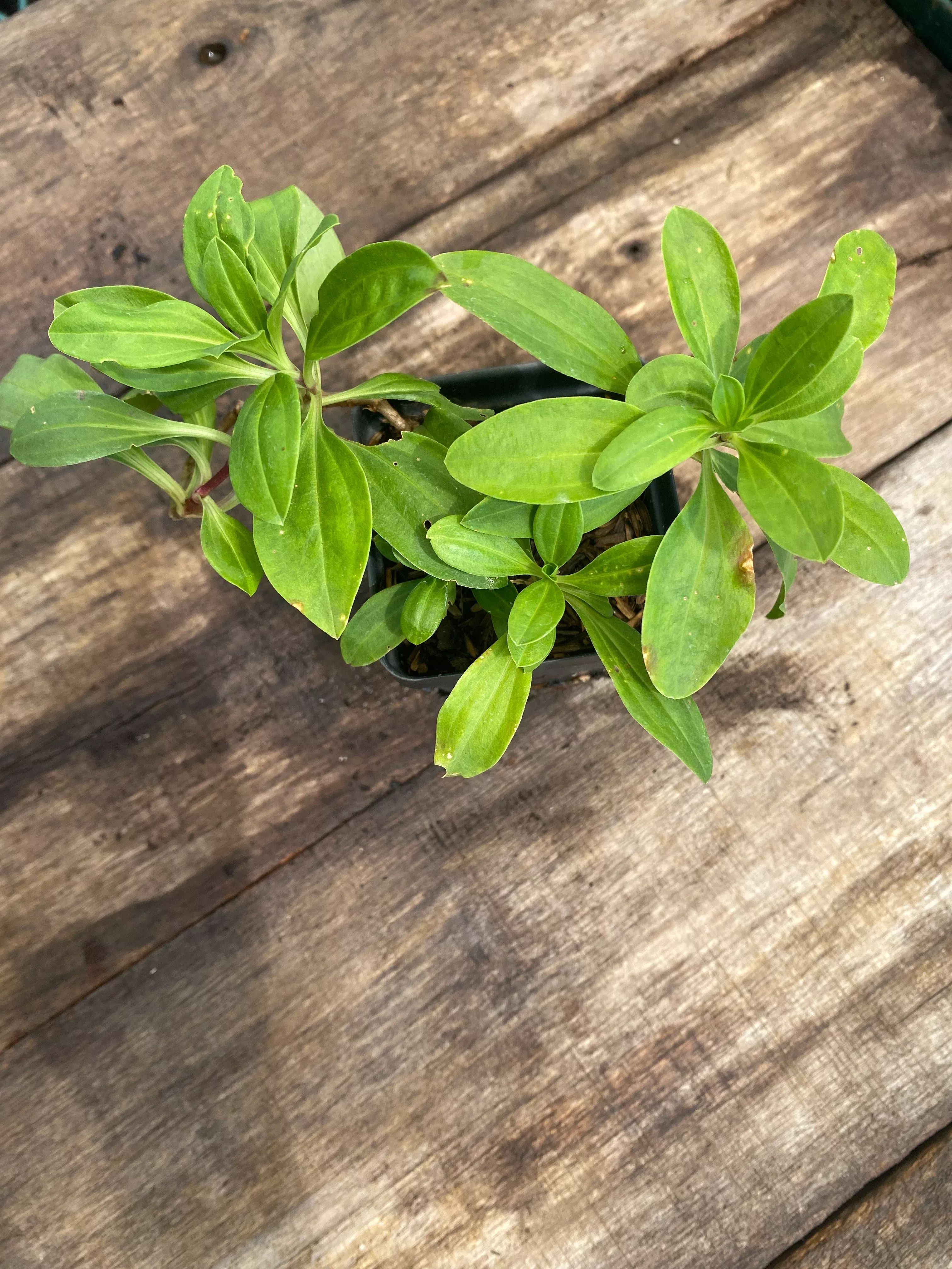 soapwort Soapwort