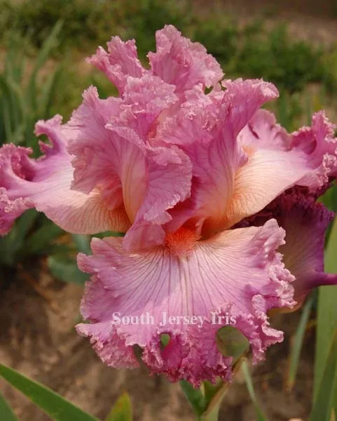 social-graces-keppel-2000 Social Graces- Keppel, 2000