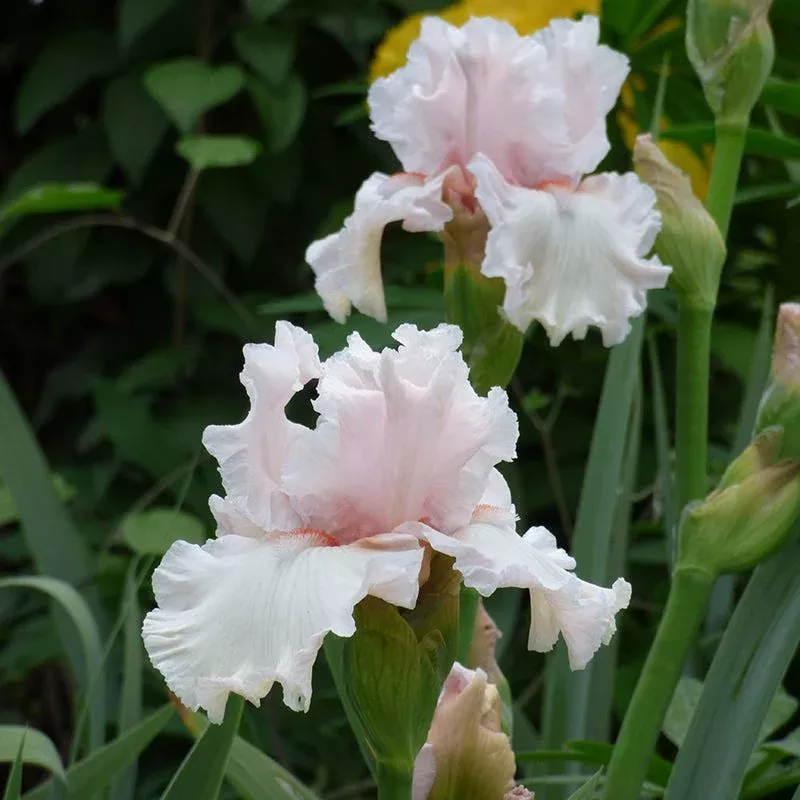 society-page-bearded-iris Society Page Bearded Iris