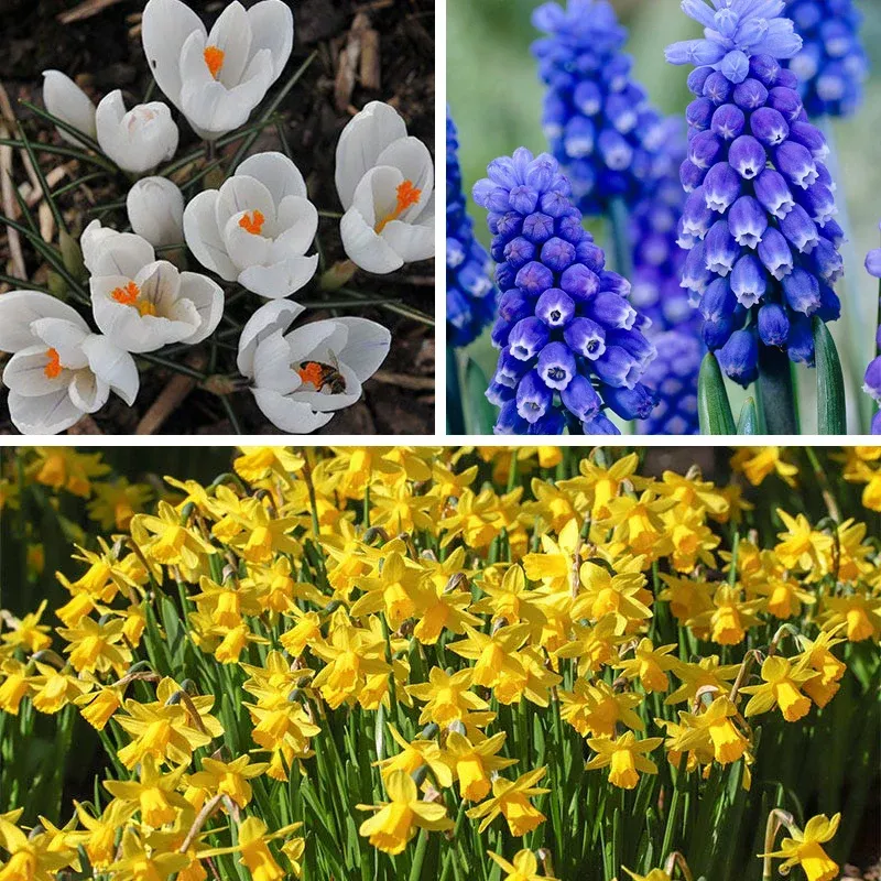 soft-colors-garden-bulb-collection Soft Colors Garden Bulb Collection