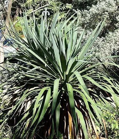 Soft Leaf Yucca
