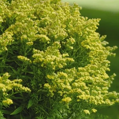 Solidago dansolitlem Little Lemon Golden Rod