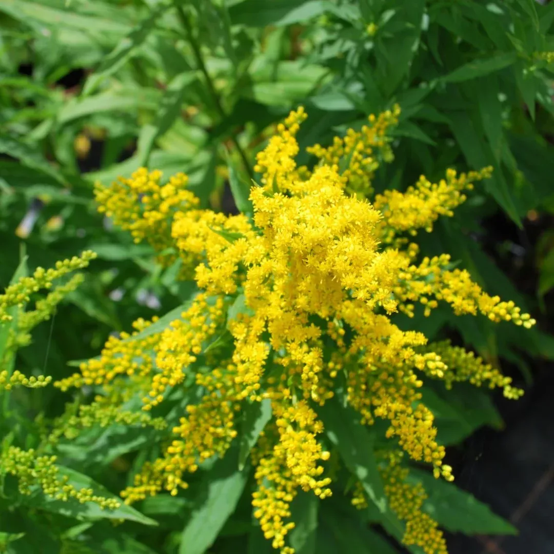 Solidago 'Golden Baby'
