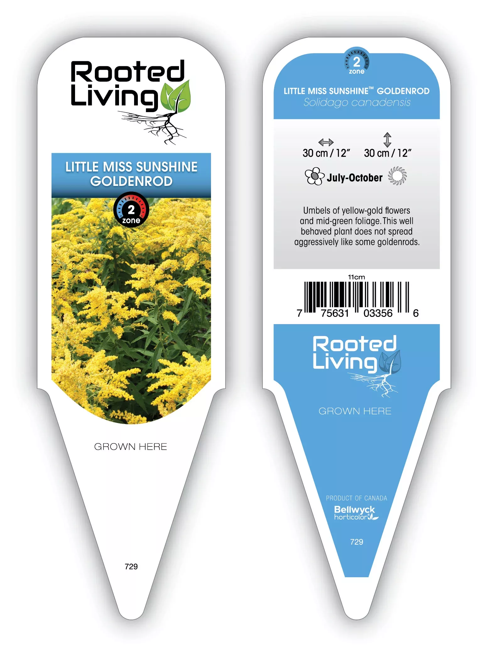 Solidago Goldenrod 'Little Miss Sunshine'
