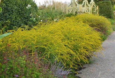 solidago-rugosa-fireworks-golden-rod Solidago rugosa Fireworks Golden Rod