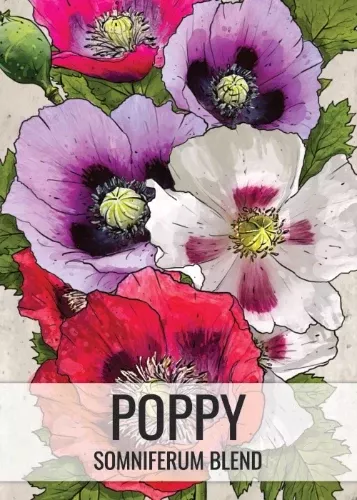 Somniferum Poppy Seed Mixture (Papaver somniferum)