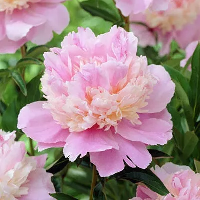 sorbet-peony Sorbet Peony