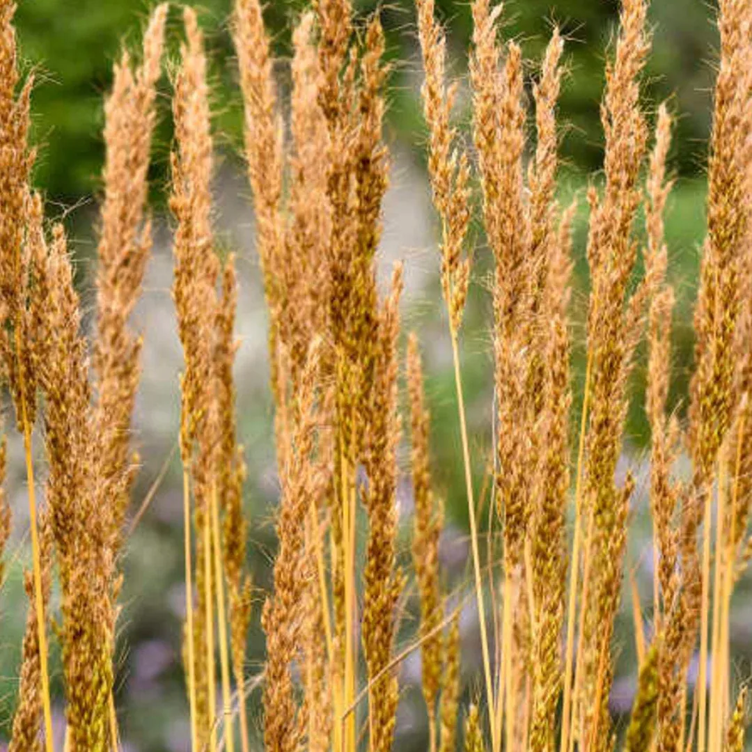 sorghastrum-golden-sunset Sorghastrum 'Golden Sunset'