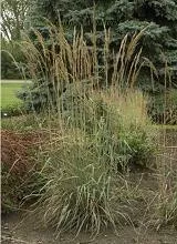 sorghastrum-nutans-sioux-blue-20-ct-flat Sorghastrum nutans 'Sioux Blue' (20)ct Flat