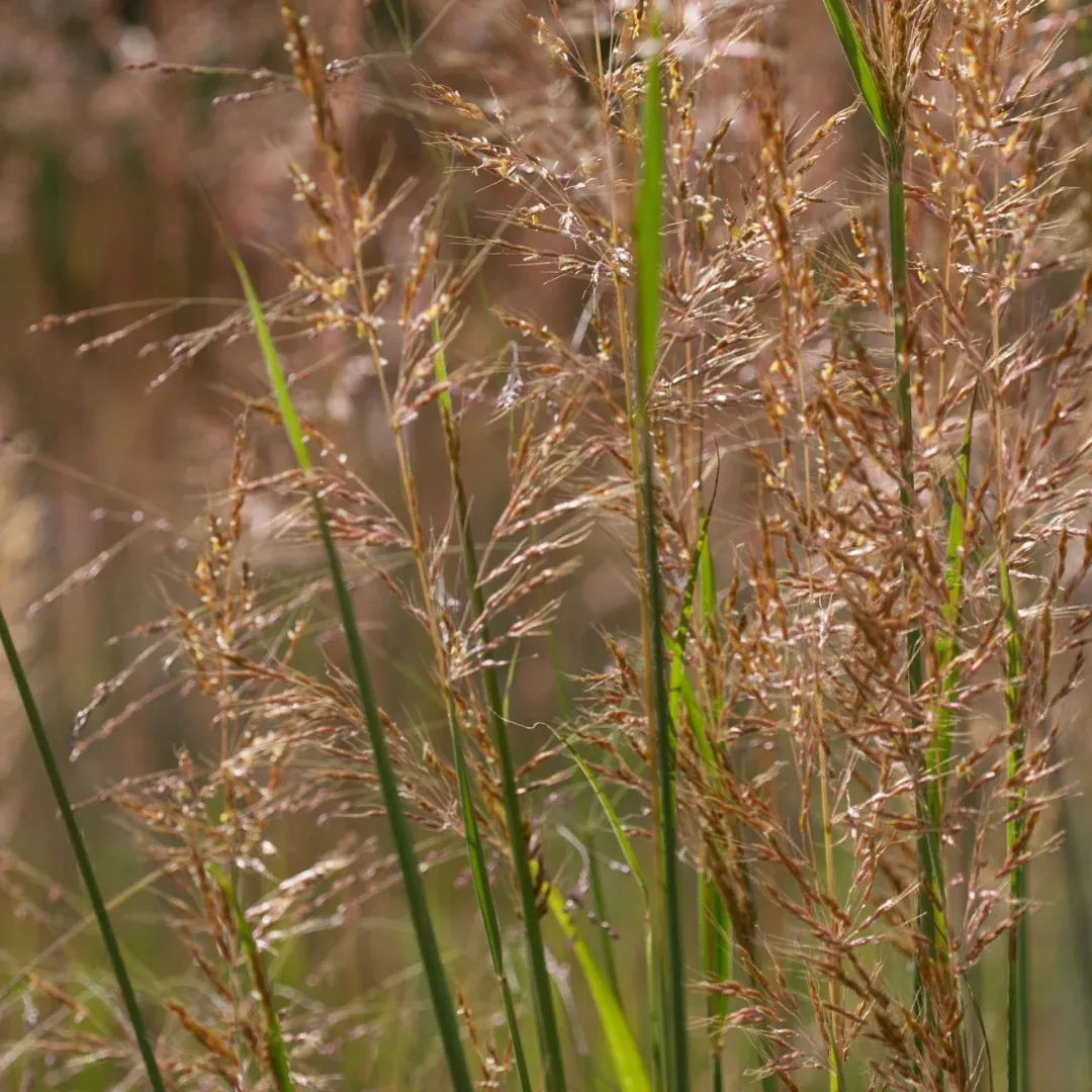 sorghastrum-nutans Sorghastrum nutans