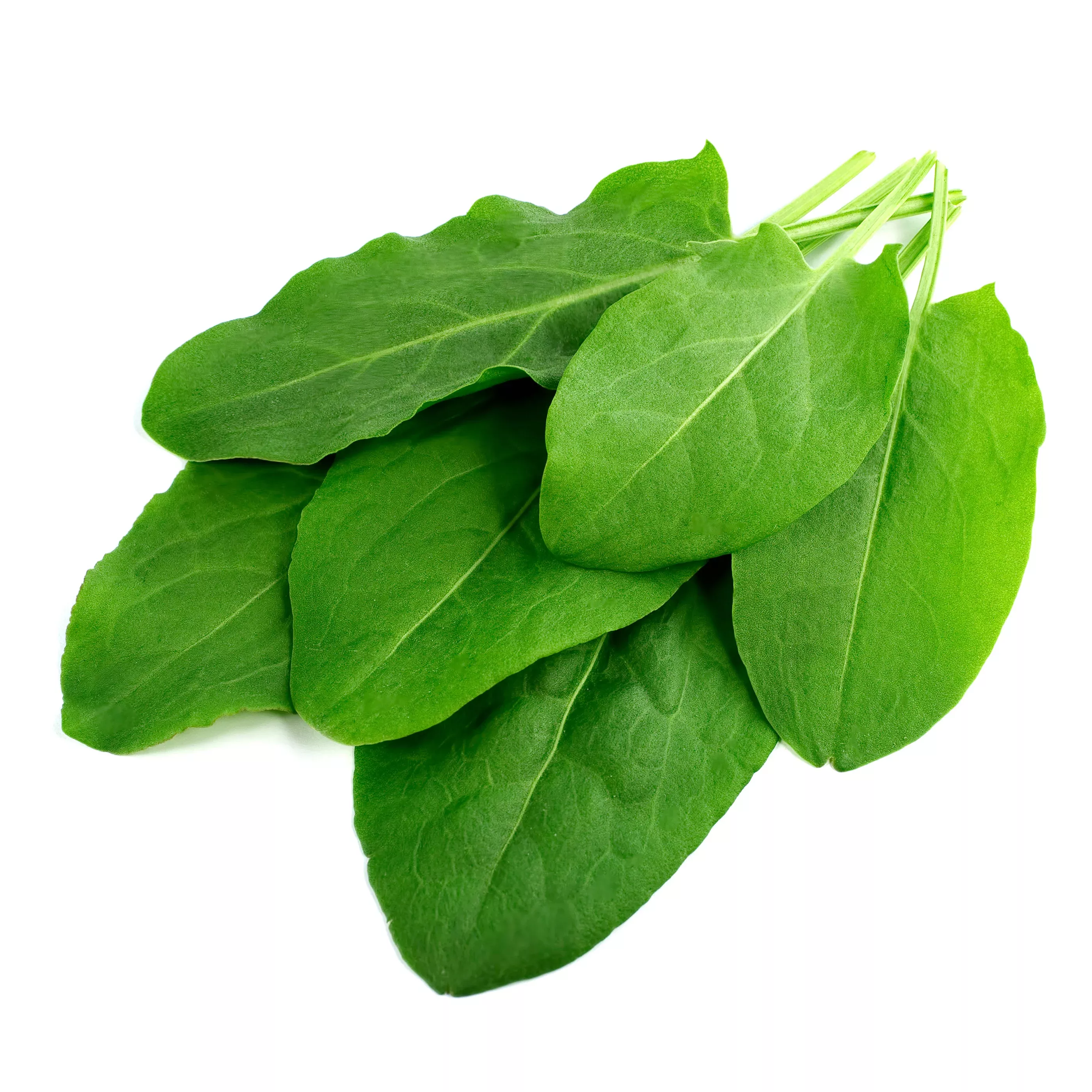 sorrel-bulk-seed Sorrel - Bulk Seed