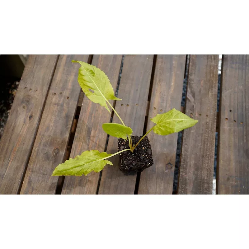 Sorrel, Garden