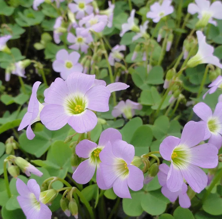 sorrel-violet-wood-oxalis-violacea Sorrel: Violet Wood (Oxalis violacea)