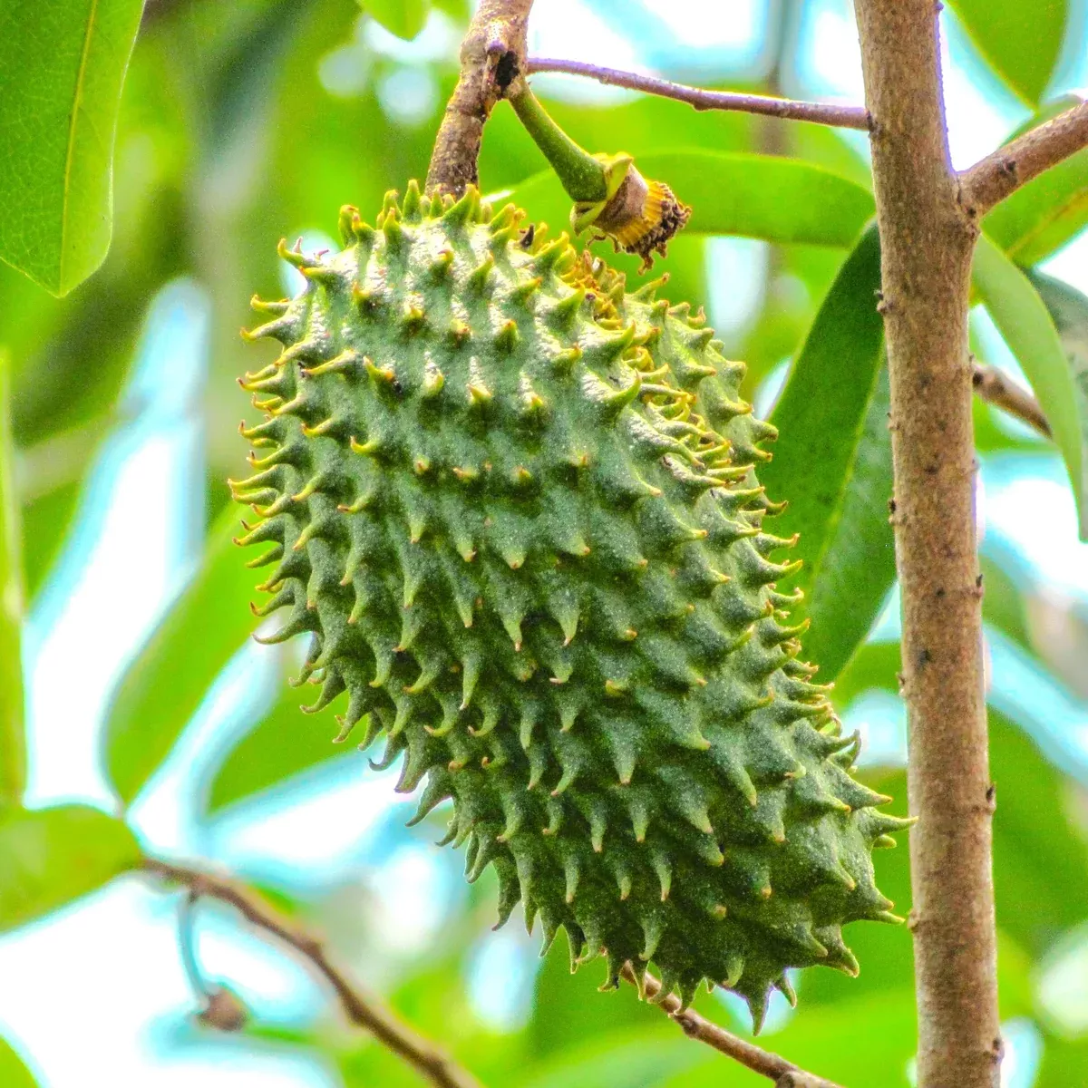 soursop-tree Soursop Tree