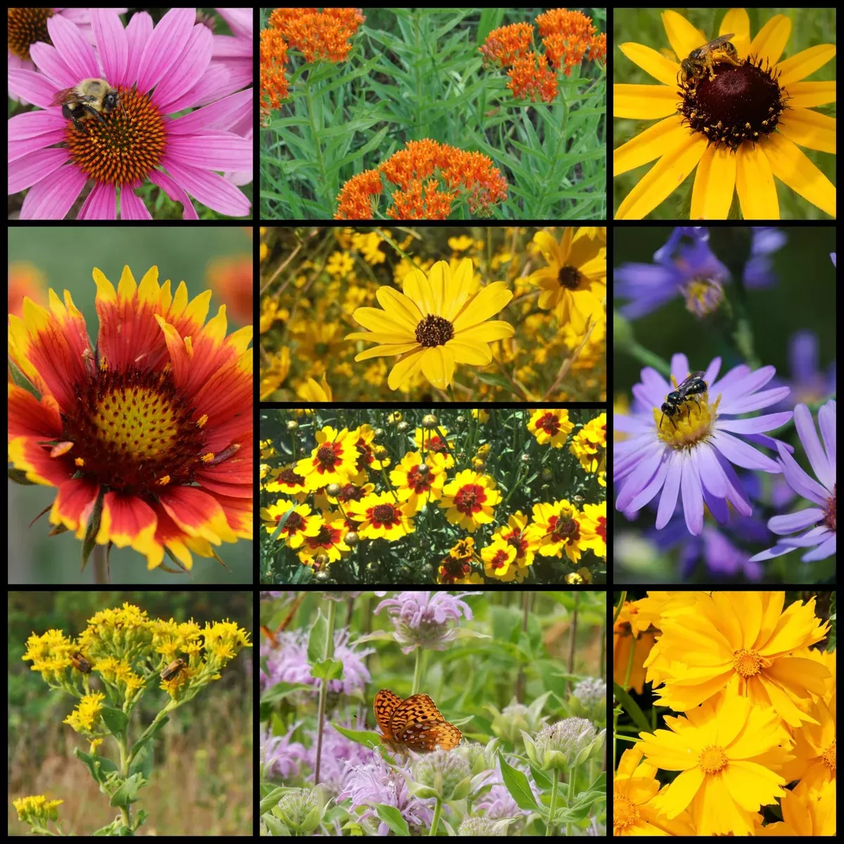 southeast-native-pollinator-wildflower-mixture Southeast Native Pollinator Wildflower Mixture