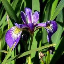 Southern Blue Flag Iris