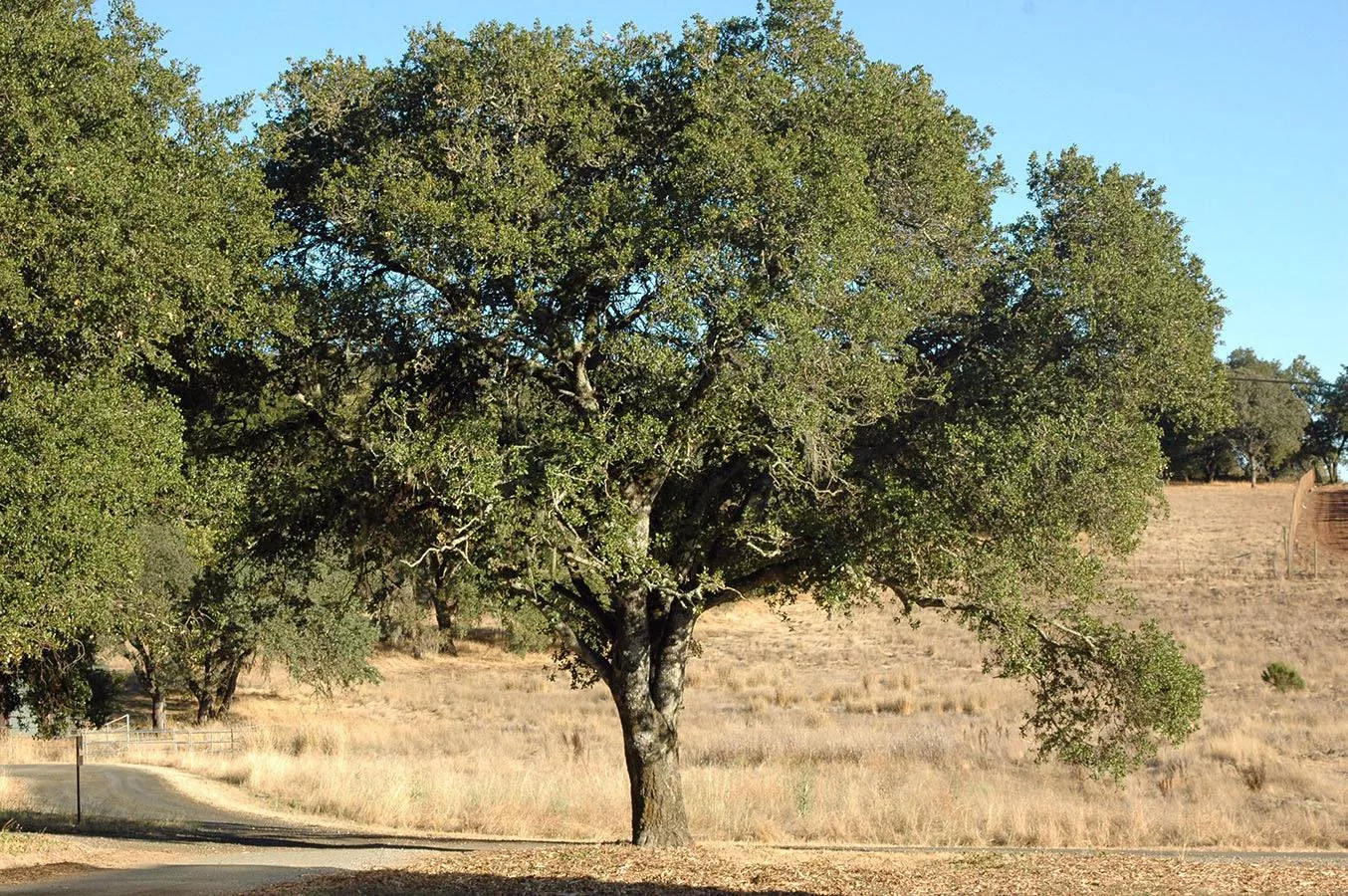 Southern Live Oak