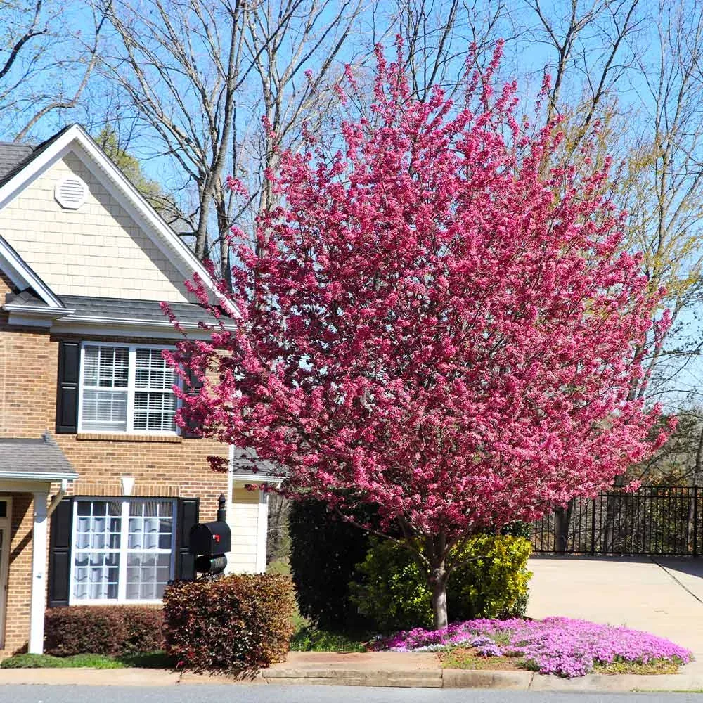 Southern Living Profusion Crabapple Tree