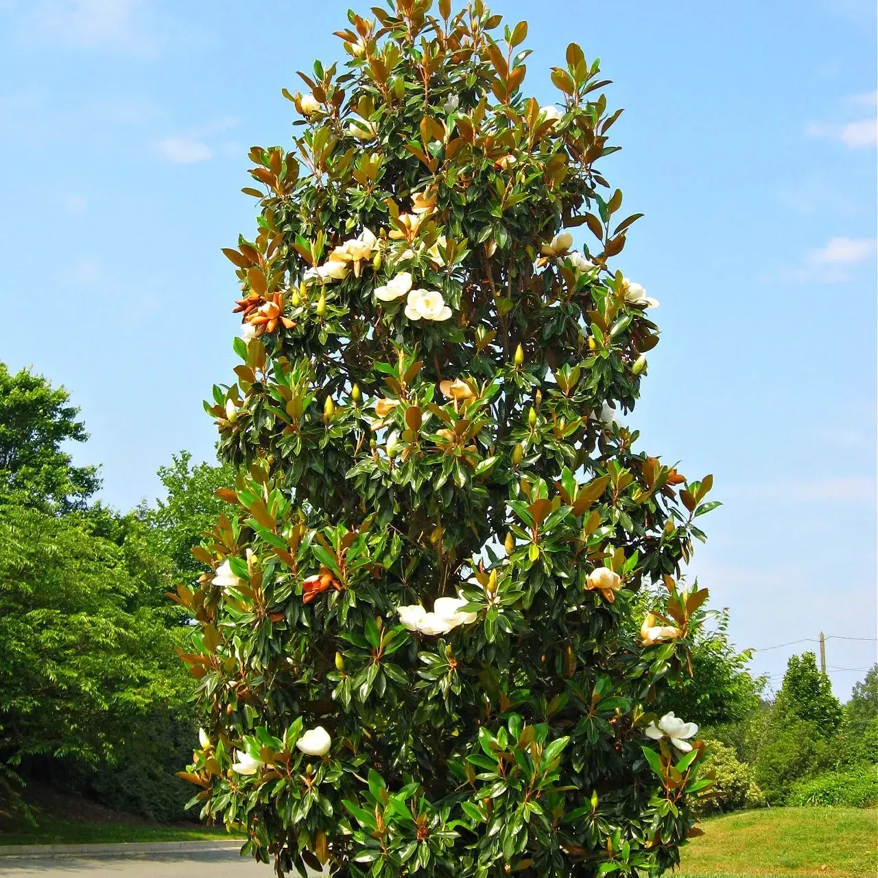 southern-magnolia Southern Magnolia