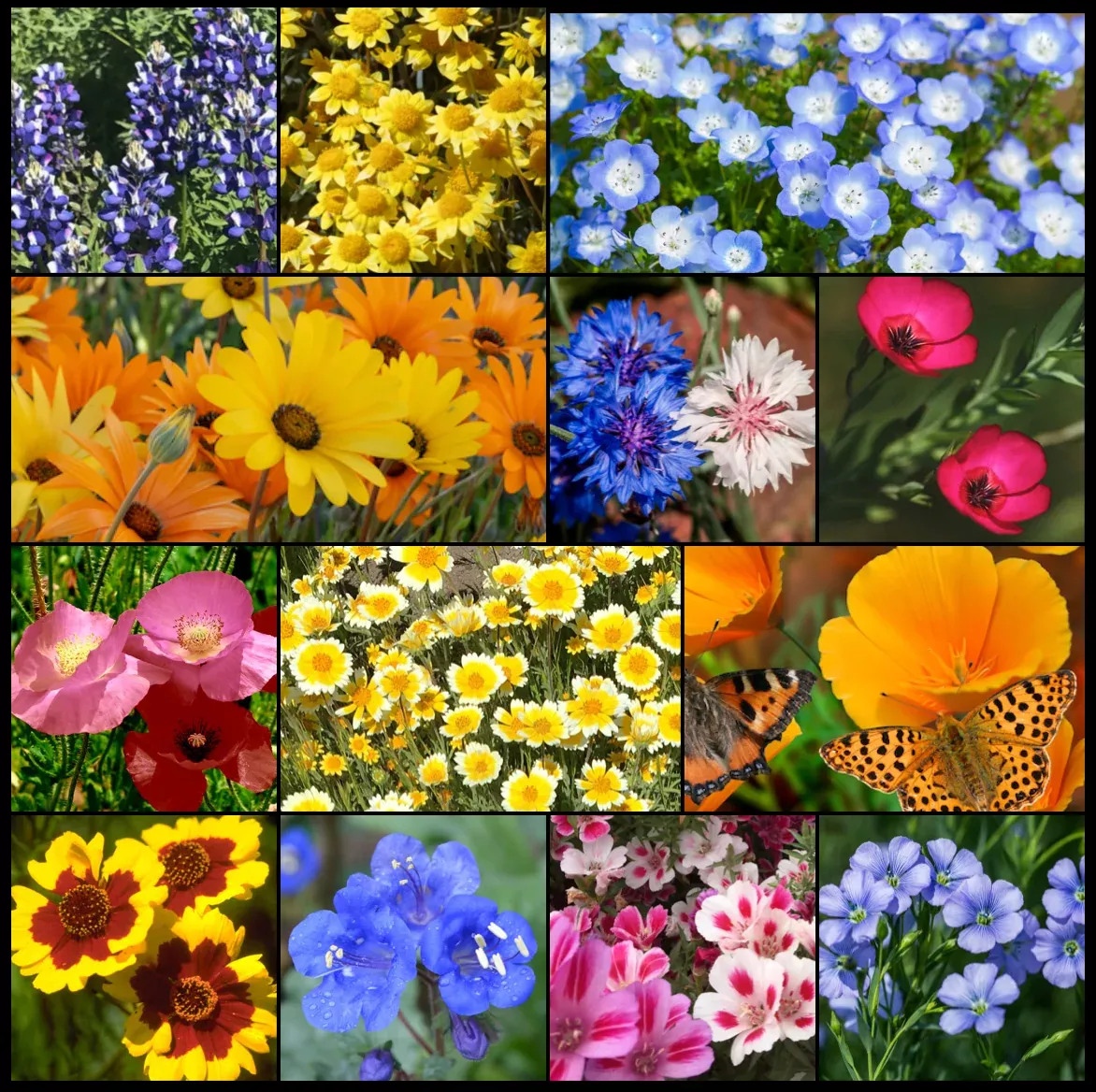 southwest-desert-wildflower-mixture Southwest Desert Wildflower Mixture