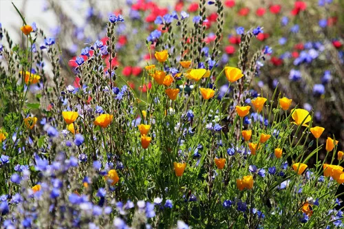 Southwest Desert Wildflower Seed Mix