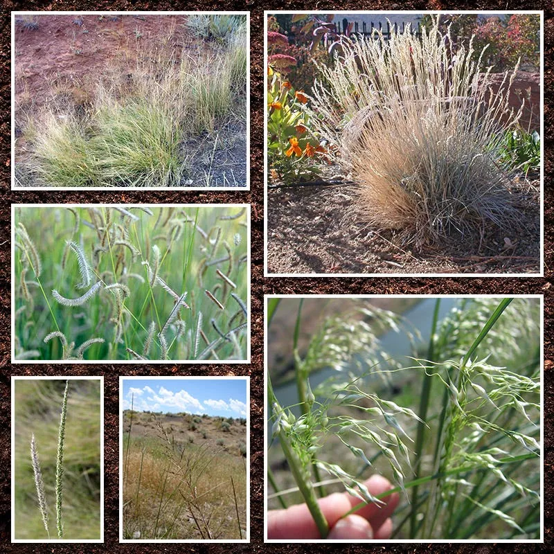 southwest-native-grass-seed-mix Southwest Native Grass Seed Mix