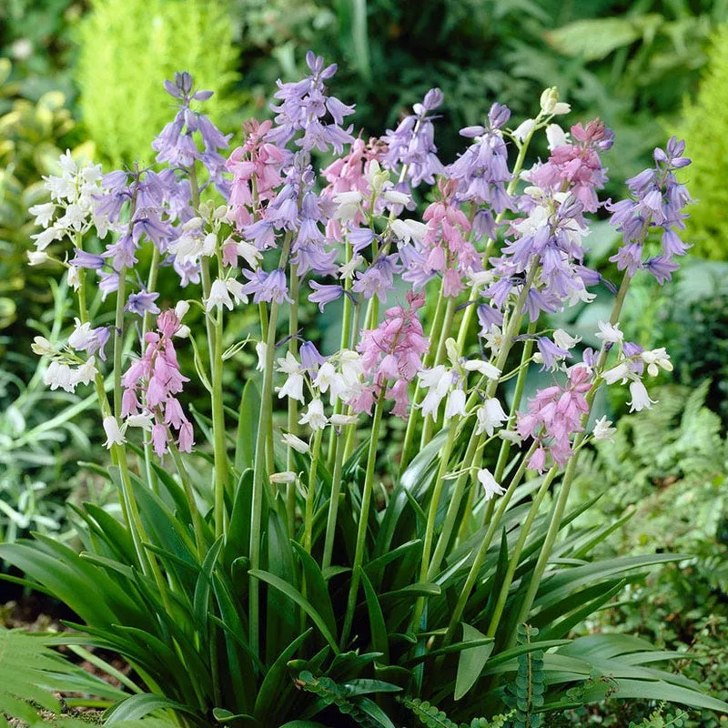 spanish-bluebells-mix Spanish Bluebells Mix