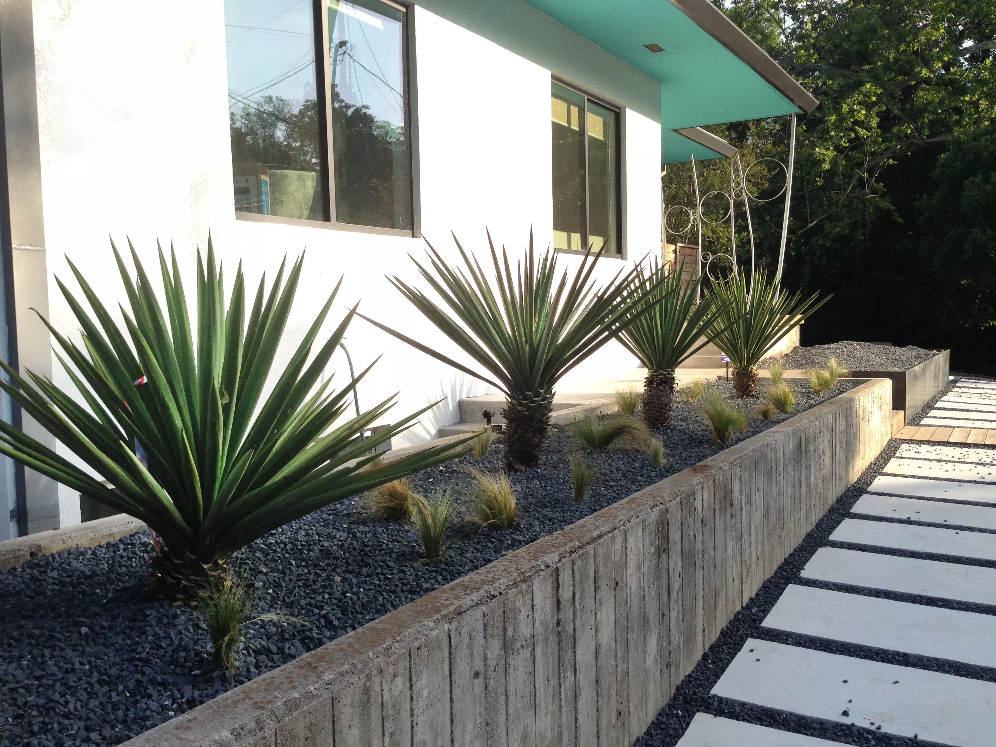 Spanish Dagger Yucca