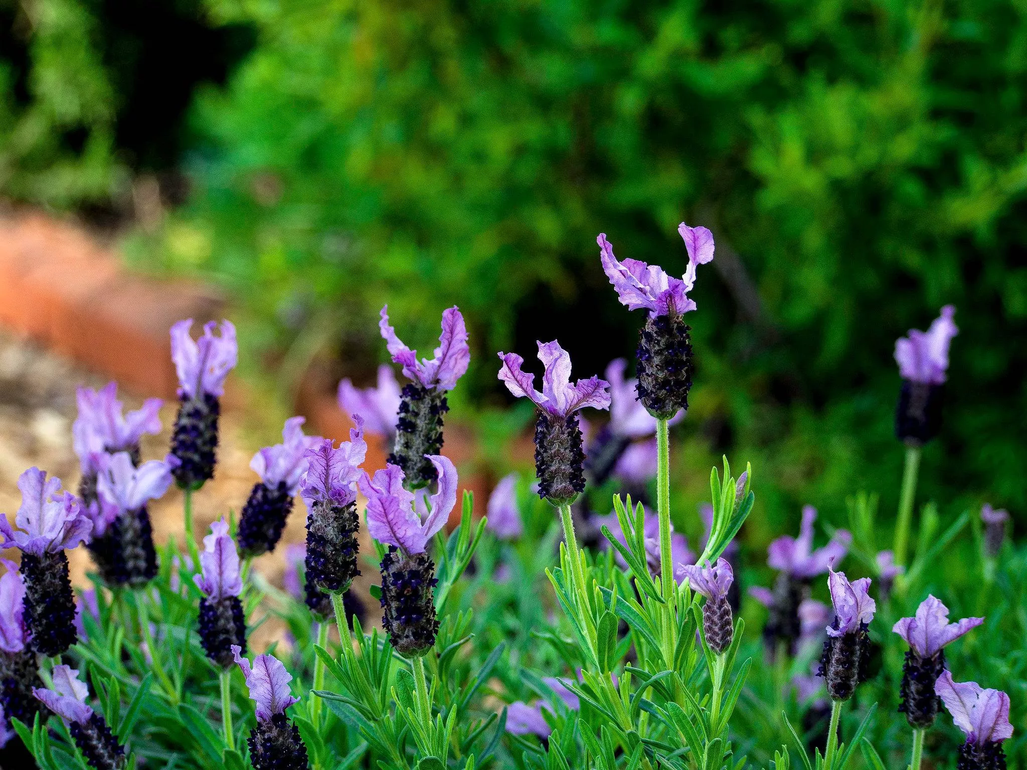 spanish-lavender Spanish Lavender