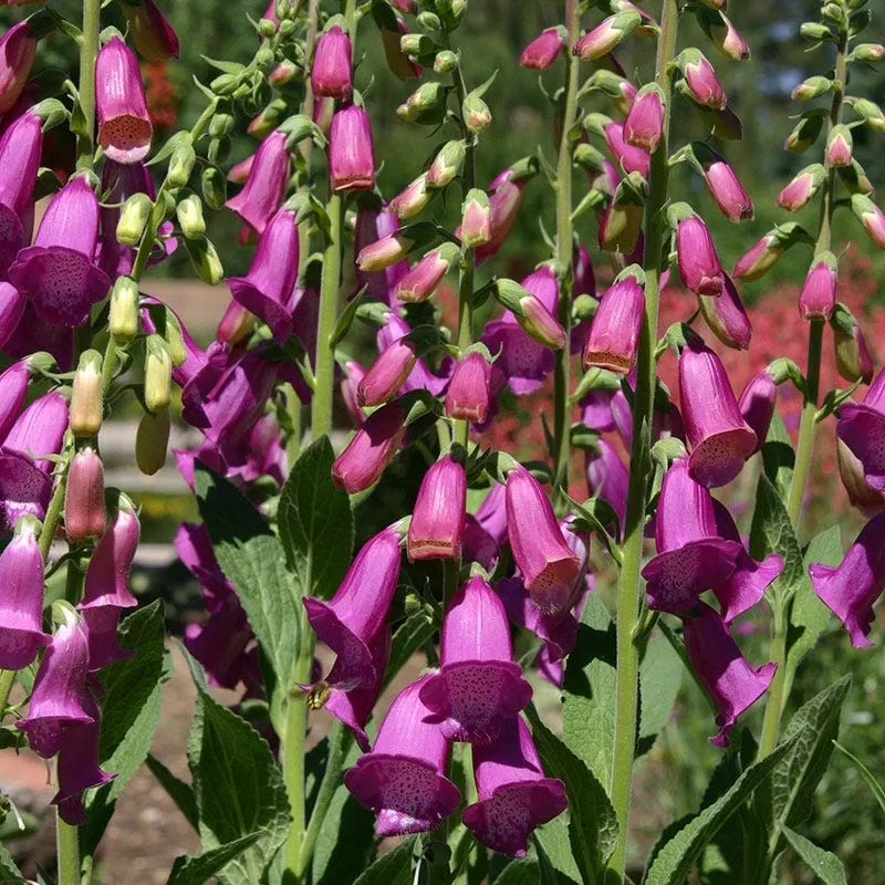 spanish-peaks-foxglove Spanish Peaks Foxglove