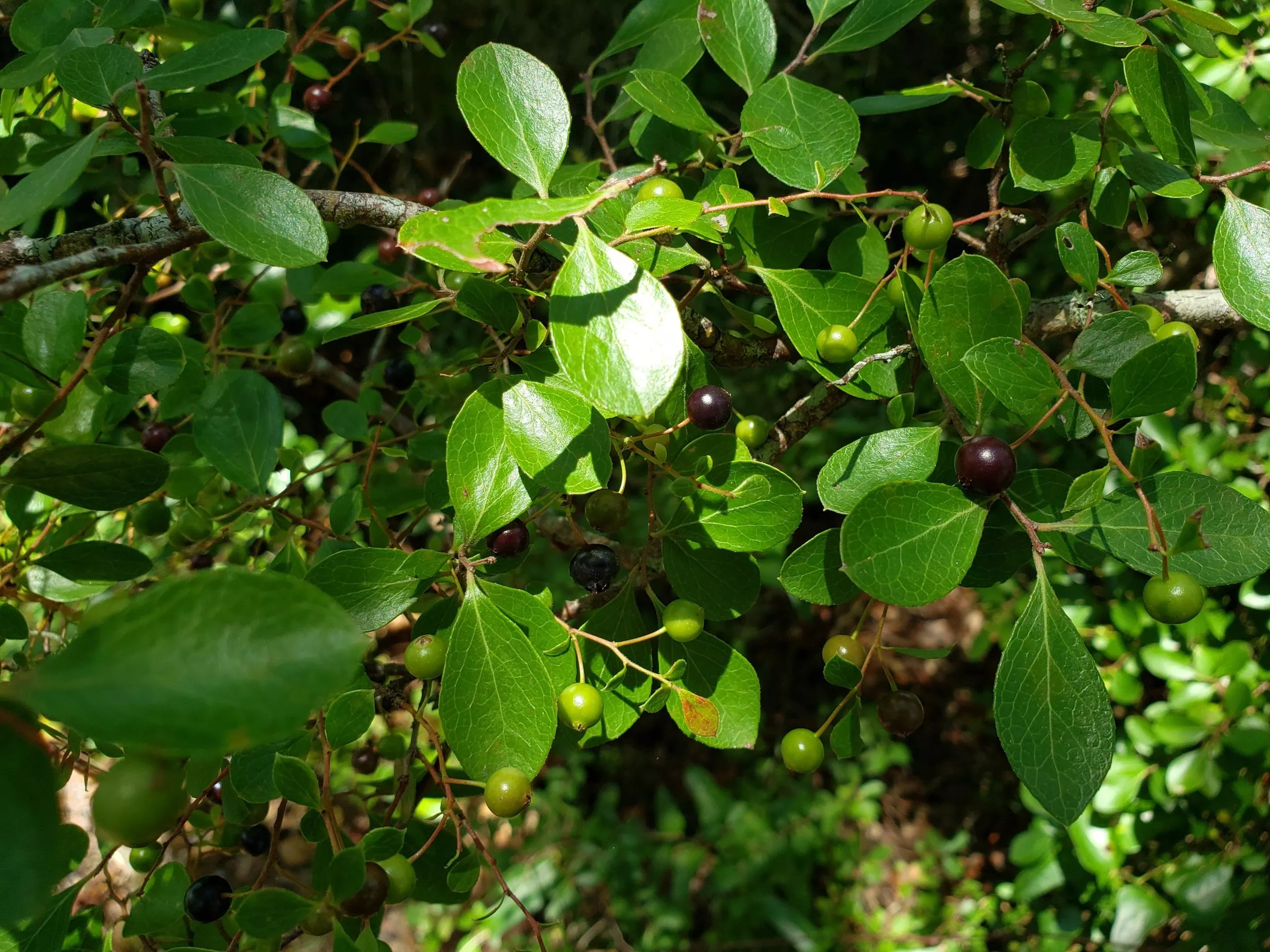 sparkleberry Sparkleberry