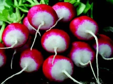 sparkler-white-tip-radish-seeds Sparkler White Tip Radish Seeds