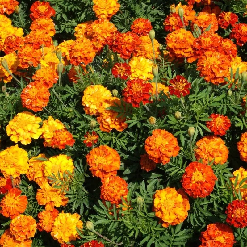 sparky-mix-marigold-seeds Sparky Mix Marigold Seeds