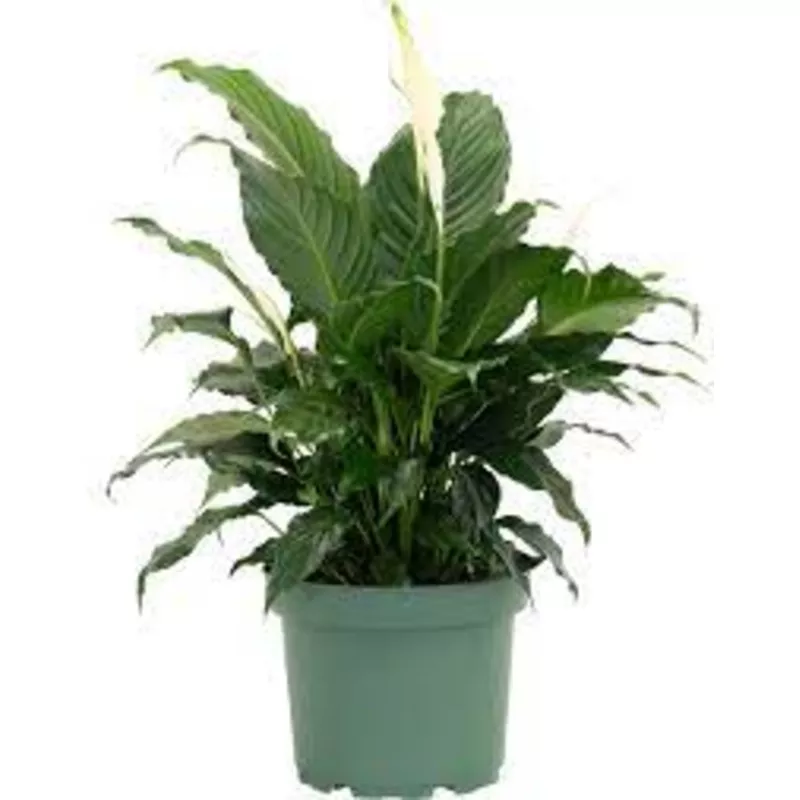 spathiphyllum-peace-lily Spathiphyllum 'Peace Lily'