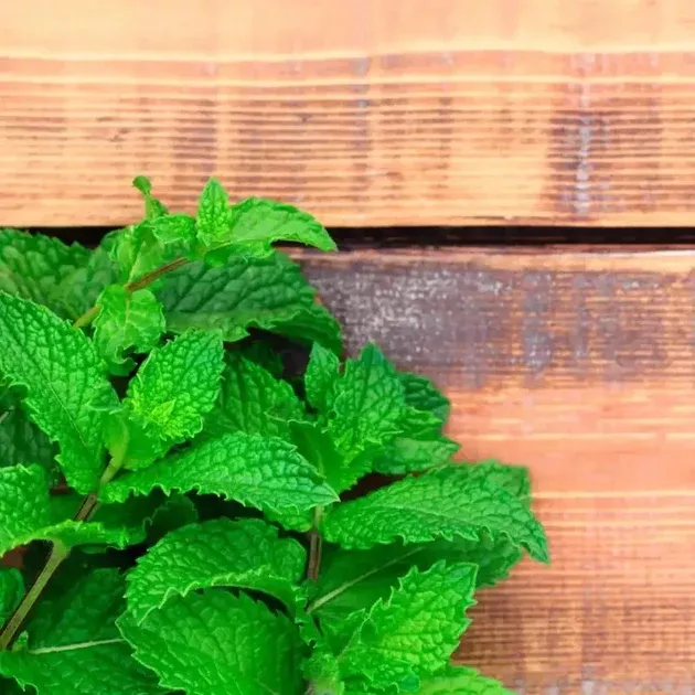 spearmint-seeds-mentha-spicata-garden-mint-lamb-mint-culinary-herb-seeds-patio-c Spearmint Seeds — Mentha spicata Garden Mint / Lamb Mint, Culinary Herb Seeds for Patio Containers, Controlled Mint Beds & Kitchen Gardens, Not Peppermint, 4 Pack x 500 Seeds