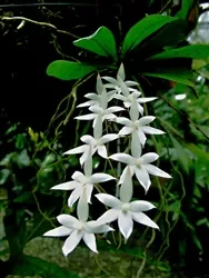 *Special Pricing - Aerangis coriacea (mottled leaves)