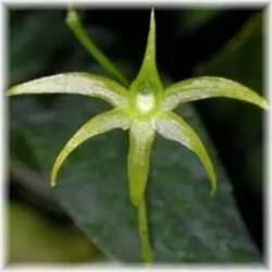 *Special Pricing - Angraecum calceolus