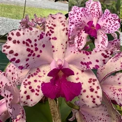 *Special Pricing - Cattleya amethystoglossa ('Spotted Charm' x 'Exotic Grandeur')