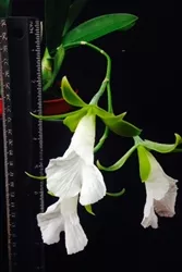 *Special Pricing - Encyclia mariae