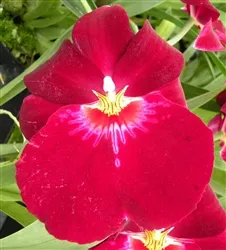 special-pricing-miltoniopsis-bert-fields-crimson-glow *Special Pricing - Miltoniopsis Bert Fields 'Crimson Glow'