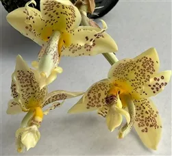 special-pricing-stanhopea-oculata-ready-6-pots-or-choose-one-in-6-basket *Special Pricing - Stanhopea oculata, Ready for 6” Pots or Choose one in a 6" Basket...