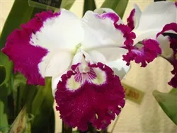 special-sale-rlc-white-spark *Special SALE - Rlc. White Spark